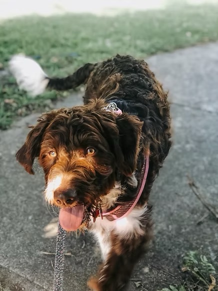 Previous puppy